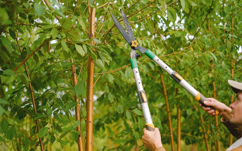Tree trimming in Willow River, MN